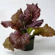Red Giant Mustard - Multi-purpose, microgreens,Ornamental filler in the flower bed and also as an edible vegetable. - Caribbean garden seed