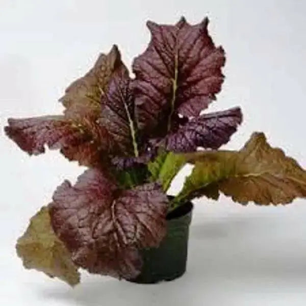 Red Giant Mustard - Multi-purpose, microgreens,Ornamental filler in the flower bed and also as an edible vegetable. - Caribbean garden seed