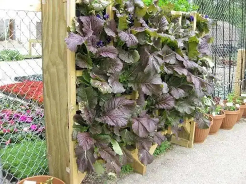 Red Giant Mustard - Multi-purpose, microgreens,Ornamental filler in the flower bed and also as an edible vegetable. - Caribbean garden seed