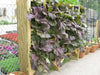 Red Giant Mustard - Multi-purpose, microgreens,Ornamental filler in the flower bed and also as an edible vegetable. - Caribbean garden seed