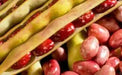 Red Cargamanto BEAN -50 Seed, ANNUAL Heirloom - Caribbean garden seed