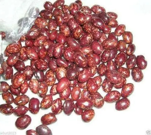 Red Cargamanto BEAN -50 Seed, ANNUAL Heirloom - Caribbean garden seed