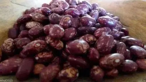 Red Cargamanto BEAN -50 Seed, ANNUAL Heirloom - Caribbean garden seed