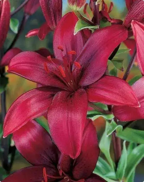 RED DESIRE Lily, (3 Bulbs) Gorgeous flowers - Caribbean garden seed