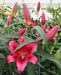 RED DESIRE Lily, (3 Bulbs) Gorgeous flowers - Caribbean garden seed