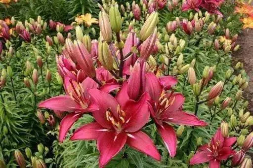 RED DESIRE Lily, (3 Bulbs) Gorgeous flowers - Caribbean garden seed