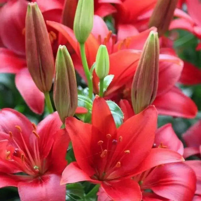 RED DESIRE Lily, (3 Bulbs) Gorgeous flowers - Caribbean garden seed