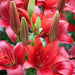 RED DESIRE Lily, (3 Bulbs) Gorgeous flowers - Caribbean garden seed