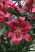 RED DESIRE Lily, (3 Bulbs) Gorgeous flowers - Caribbean garden seed
