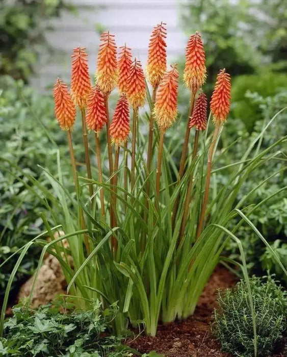 Red Hot Poker (Bareroot plant) PERENNIAL - Caribbean garden seed