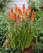 Red Hot Poker (Bareroot plant) PERENNIAL - Caribbean garden seed