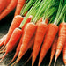 Red Cored Chantenay Carrot Seeds (Daucus carota )HEIRLOOM VEGETABLE - Caribbean garden seed