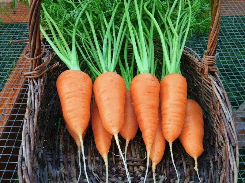 Red Cored Chantenay Carrot Seeds (Daucus carota )HEIRLOOM VEGETABLE - Caribbean garden seed