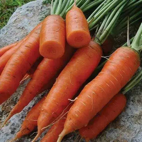 Red Cored Chantenay Carrot Seeds (Daucus carota )HEIRLOOM VEGETABLE - Caribbean garden seed