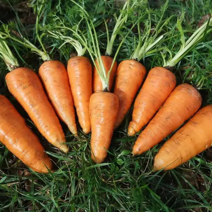 Red Cored Chantenay Carrot Seeds (Daucus carota )HEIRLOOM VEGETABLE - Caribbean garden seed