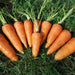 Red Cored Chantenay Carrot Seeds (Daucus carota )HEIRLOOM VEGETABLE - Caribbean garden seed