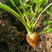 Red Cored Chantenay Carrot Seeds (Daucus carota )HEIRLOOM VEGETABLE - Caribbean garden seed