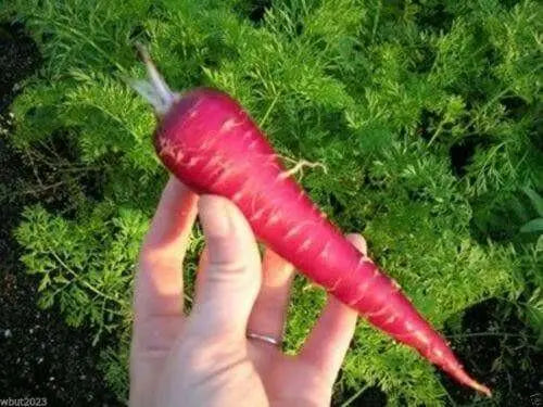 Red Carrot Seeds, Atomic Red ,ORGANIC HEIRLOOM VEGETABLE - Caribbean garden seed