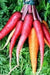 Red Carrot Seeds, Atomic Red ,ORGANIC HEIRLOOM VEGETABLE - Caribbean garden seed