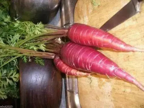 Red Carrot Seeds, Atomic Red ,ORGANIC HEIRLOOM VEGETABLE - Caribbean garden seed