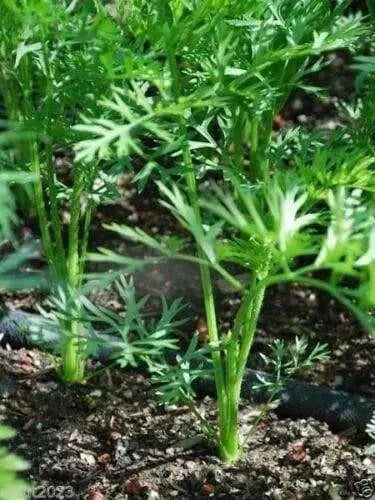 Red Carrot Seeds, Atomic Red ,ORGANIC HEIRLOOM VEGETABLE - Caribbean garden seed