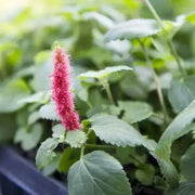 Red Hot Cattails ( chenille plant)  Starter Plant, TROPICAL PERENNIAL - Caribbean garden seed