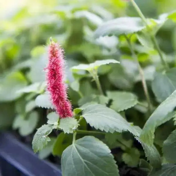 Red Hot Cattails ( chenille plant)  Starter Plant, TROPICAL PERENNIAL - Caribbean garden seed