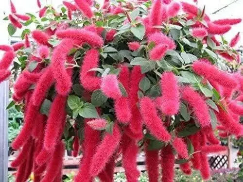 Red Hot Cattails ( chenille plant)  Starter Plant, TROPICAL PERENNIAL - Caribbean garden seed