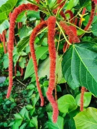 Red Hot Cattails ( chenille plant)  Starter Plant, TROPICAL PERENNIAL - Caribbean garden seed