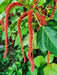 Red Hot Cattails ( chenille plant)  Starter Plant, TROPICAL PERENNIAL - Caribbean garden seed