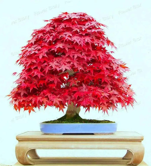 RED JAPANESE MAPLE, TREE SEED,Bonsai, GARDEN OUTDOOR - Caribbean garden seed