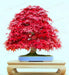RED JAPANESE MAPLE, TREE SEED,Bonsai, GARDEN OUTDOOR - Caribbean garden seed
