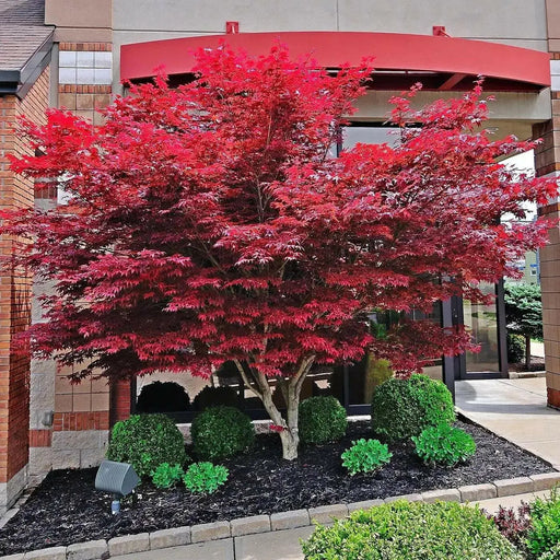 RED JAPANESE MAPLE, TREE SEED,Bonsai, GARDEN OUTDOOR - Caribbean garden seed