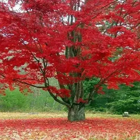 RED JAPANESE MAPLE, TREE SEED,Bonsai, GARDEN OUTDOOR - Caribbean garden seed