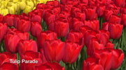 Red Parade , Tulip Bulbs " RHS Award of Garden Merit - Caribbean garden seed
