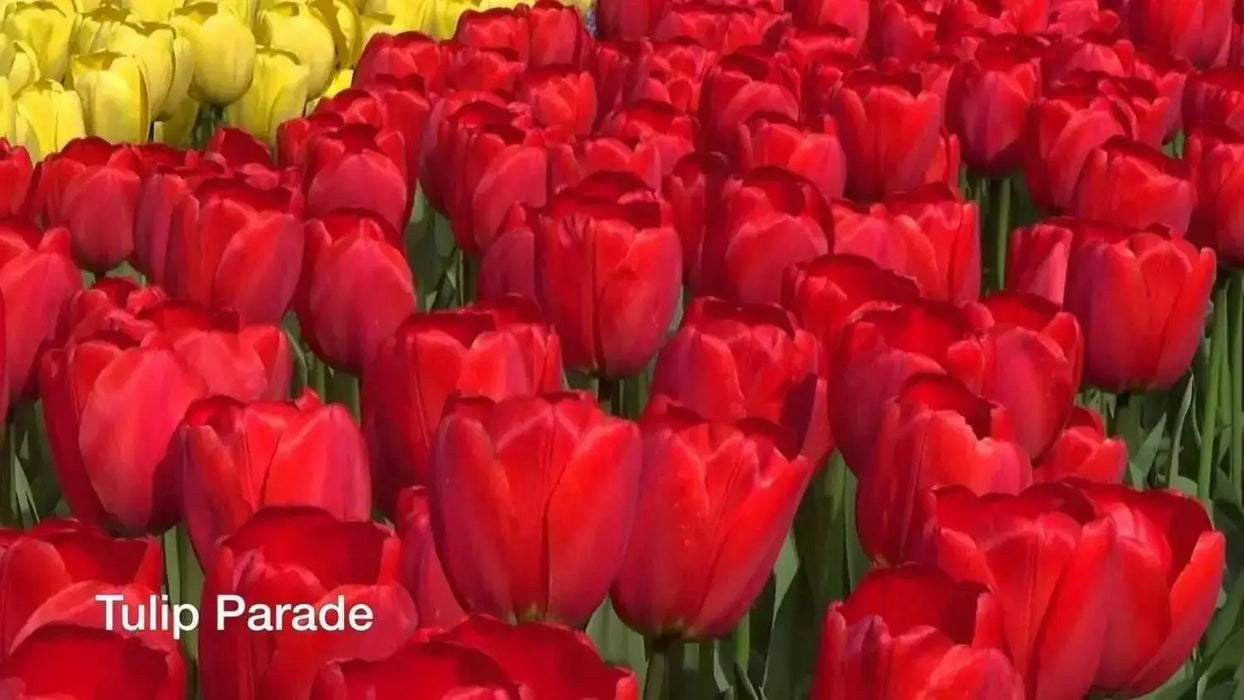 Red Parade , Tulip Bulbs " RHS Award of Garden Merit - Caribbean garden seed
