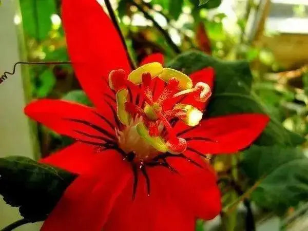 RED GRANADILLA Passiflora coccinea, Tropical Vine - Caribbean garden seed