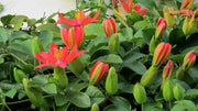 RED GRANADILLA Passiflora coccinea, Tropical Vine - Caribbean garden seed