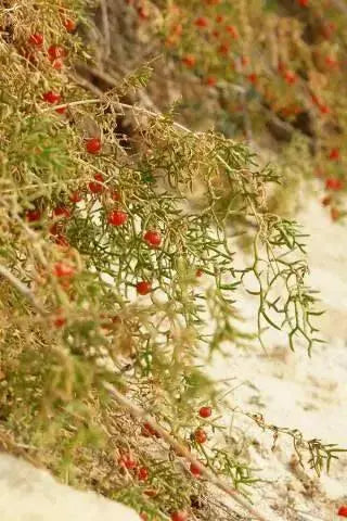 RED creeping shrub (Malacocarpus crithmifolius ) RARE Succulent foliage, - Caribbean garden seed