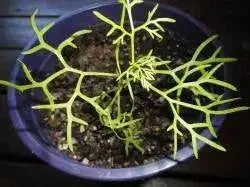 RED creeping shrub (Malacocarpus crithmifolius ) RARE Succulent foliage, - Caribbean garden seed