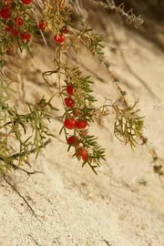 RED creeping shrub (Malacocarpus crithmifolius ) RARE Succulent foliage, - Caribbean garden seed