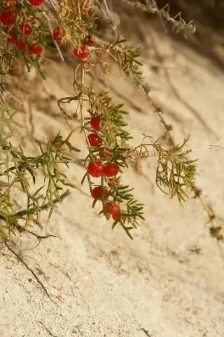 RED creeping shrub (Malacocarpus crithmifolius ) RARE Succulent foliage, - Caribbean garden seed
