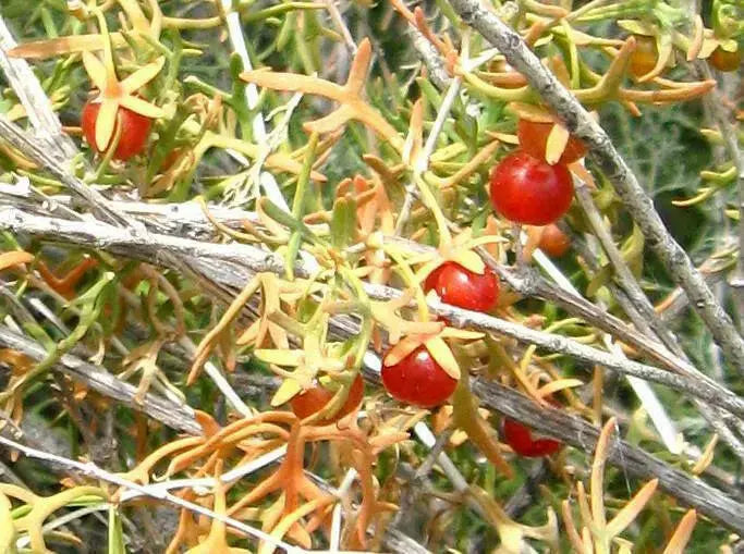 RED creeping shrub (Malacocarpus crithmifolius ) RARE Succulent foliage, - Caribbean garden seed