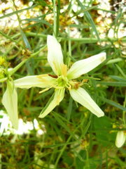RED creeping shrub (Malacocarpus crithmifolius ) RARE Succulent foliage, - Caribbean garden seed