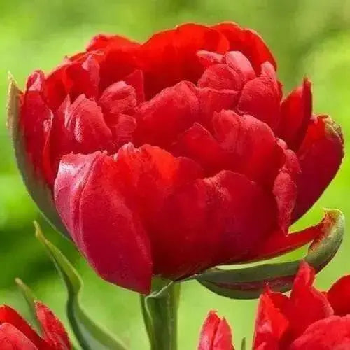 Red Miranda, Double TULIP FLOWERSS ,FALL Bulbs !.