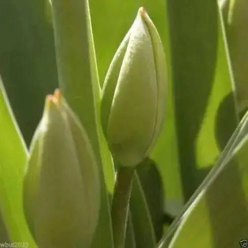 Red Miranda, Double TULIP FLOWERSS ,FALL Bulbs !.