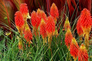 Red Hot Poker ,Kniphofia Torch Lily ,Perennial Flowers seeds - Caribbean garden seed