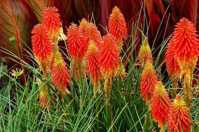 Red Hot Poker ,Kniphofia Torch Lily ,Perennial Flowers seeds - Caribbean garden seed