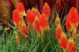 Red Hot Poker ,Kniphofia Torch Lily ,Perennial Flowers seeds - Caribbean garden seed