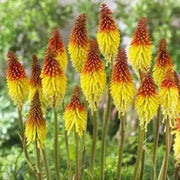 Red Hot Poker ,Kniphofia Torch Lily ,Perennial Flowers seeds - Caribbean garden seed